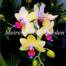 Rare 100 pcs Japanese Plant Orchid Bonsai Flores World's Rare Orchid Species Flowers