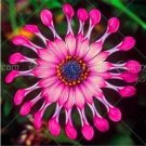 Rare 30pcs/bag Osteosoernum Flower Promotion Balcony Bonsai Flower