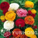 Rare 100 PCS Ranunculus asiaticus Flower Bonsai for Home & Garden