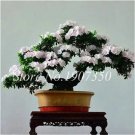 Rare 100 Pcs Azalea Bonsai Easy to Grow Rhododendron Flower Bonsai