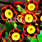 Rare 200 Pcs Hanging Petunia Bonsai Flower Blue Morning Glory Bonsai