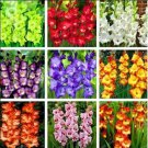 Rare 20 PCS 9 Colors Gladiolus Seeds