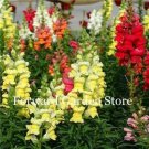 Rare 200 Pcs Heirloom Dwarf Common Snapdragon Bonsai Flower