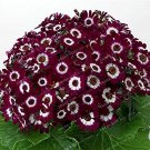 Rare 100 PCS Florists Cineraria Bonsai 9 Kind Different Bonsai Flowers Pericallis