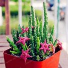 Rare 100 Pcs Gorgeous Gazania Rigens Bonsai, Rare Beautiful Flower