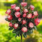 Rare 200 Pcs Rare MUL-Color Rose Amazingly Beautiful Indoor Rainbow Roses Tree