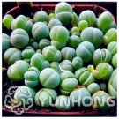 Rare Hoya Bonsai,Potted Hoya Carnosa Flower Flores Garden Plants 100 seeds