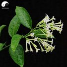 Rare Cordate Telosma Tree Semente 60 pcs Plant Tuberose Tree for Ye Lai Xian