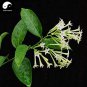 Rare Cordate Telosma Tree Semente 60 pcs Plant Tuberose Tree for Ye Lai Xian