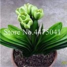 Rare 100 Pcs Colorful Clivia Miniata Bonsai, Indoor Gorgeous Seed