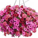 Rare 100 PCS Hanging Petunia Flores Melissa Original Flower plantas Perennial Flowers