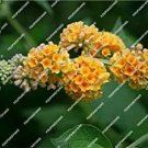 Rare 50 pcs/lot Imported Butterfly Bush Bonsai Buddleia Davidii Mix Flower Bonsai