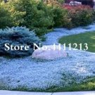 Rare 200 Pcs/Bag Rock Cress Flower Aubrieta Cultorum Rare Purple Ground Cover