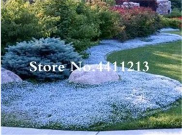 Rare 200 Pcs/Bag Rock Cress Flower Aubrieta Cultorum Rare Purple Ground Cover