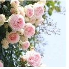 Rare 300 pcs Rare Rose Tree Rosa Flower Mini Climbing Rose Tree