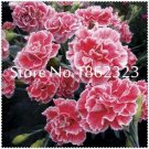 Rare 200 pcs Rare Carnations Bonsai Flowers Bonsai Dianthus Caryophyllus Flowers