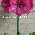 Rare 100 pcs/Bag True Amaryllis Flower Not Bulbs Seed Flower, Hippeastrum