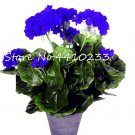 Rare 30 Pcs Bonsai Geranium,Perennial Bonsai Flower Plantas Pelargonium Peltatum