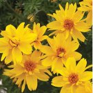 Rare 50pcs/lot Bidens Ferulifolia Golden Eye Flower Garden