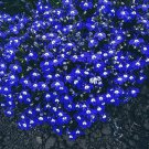Rare 200 pcs/Bag Imported Lobelia Flowers Blooming Covering Flore