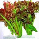Rare 5 grams Fast-Growing, New Strange Health Vegetable Toona sinensis