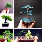 Rare 50 PCS Mini Juniper Bonsai Tree Seeds Office Bonsai Purify the Air Absorb Harmful