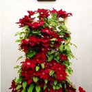 Rare 2pcs Clematis Bulbs Blue Climbing Clematis Florida Bonsai Perennial Climbing