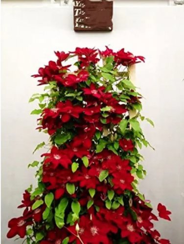 Rare 2pcs Clematis Bulbs Blue Climbing Clematis Florida Bonsai Perennial Climbing