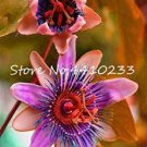 Rare 20 Pcs Seed Passion Flower,Passiflora Incarnata Certified Pure Live