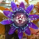 Rare 20 Pcs Seed Passion Flower, Passiflora Incarnata Certified Pure Live