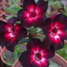 Rare Pink Black White Desert Rose 4 Seeds