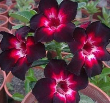 Rare Pink Black White Desert Rose 4 Seeds
