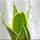 Rare 400PCS Garden Bonsai Sansevieria Seeds 100% Genuine Organic