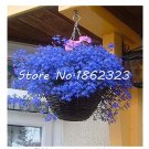 Rare 500 pcs Exotic Lobelia Bonsai, Garden Indoor Bonsai Flower Plant (Blue)