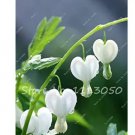Rare 100 Pcs Lily of The Valley Flower Bonsai, Bell Orchid Flower