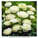 Rare 100 Pcs White Ranunculus Plant DIY Potted Plants Germination Rate of 95%