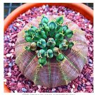 Rare Euphorbia obesa Flower, 100 pcs/Bag Real Mini Euphorbia obesa Flores Perennial Plant