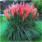 Rare Promotion Mixed Colors Pampas Grass Plant Bonsai Balcony Colorful Grass Flores 200 seeds