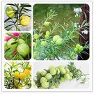 Rare 10 PCS/Lot Asclepias Physocarpa Bonsai Balloon Flower Gomphocarpus Fruticosus Bonsai