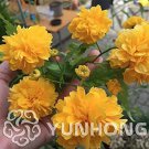 Rare 50 PCS Rare Kerria Japonica -Bonsai Flower Plant for Home Garden