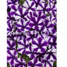 Rare 200 pcs/Pack Bonsai Petunia Moon Night Sky Double Purple Flowers Purple Sky Black Petunia