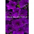 Rare 200 pcs/Pack Bonsai Petunia Moon Night Sky Double Purple Flowers Purple Sky Black Petunia