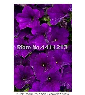 Rare 200 pcs/Pack Bonsai Petunia Moon Night Sky Double Purple Flowers Purple Sky Black Petunia