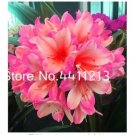Rare 100 pcs Clivia Miniata Plant Gorgeous Bonsai