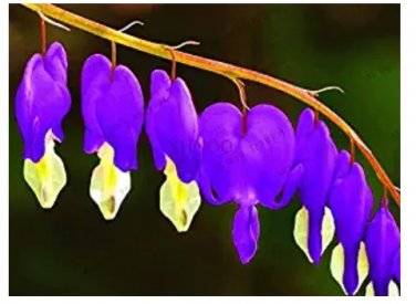 Rare 100 pcs Dicentra Spectabilis Bonsai Bleeding Heart Classic