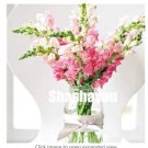 Rare 100 Pcs Freesias Bonsai Gorgeous Colorful & Fragrant Plants Cut Orchid