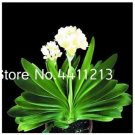 Rare 100 pcs Clivia Miniata Plant Gorgeous Bonsai Rare Bush Lily Flower