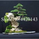 Rare 100 pcs Dawn Redwood Bonsai Tree Grove - Metasequoia Glyptostroboides