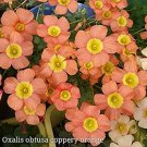 Rare 100+ Rare Oxalis obtusa coppery Orange Oxalis Flowers Bulbs
