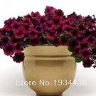 Rare 50 pcs/lot Balcony Patio Potted Petunia Outdoor Perennial Blooming